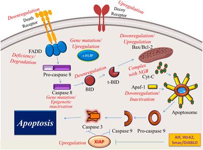 Sesquiterpene lactones as emerging biomolecules to cease cancer by targeting apoptosis